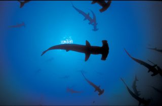 Sharkwater still 3