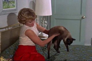 That Darn Cat! still 4