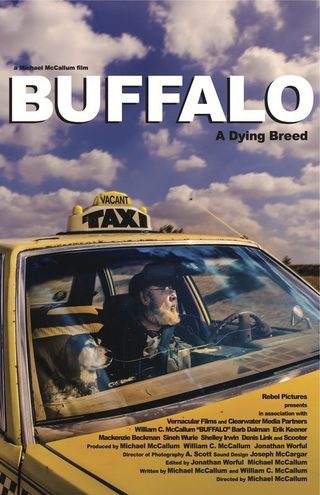 Buffalo still 2