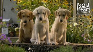 Marley & Me: The Puppy Years still 6