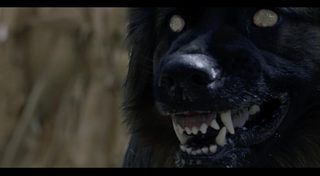 The Dogs still 3