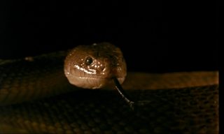 All-American Murder still 2