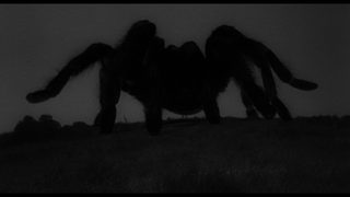 Tarantula still 3