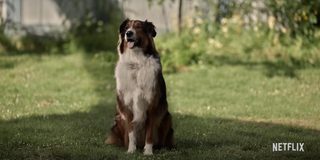 Rescued by Ruby still 3