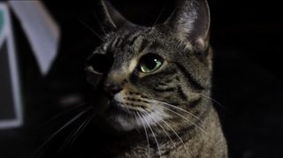 A Meowy Halloween still 5