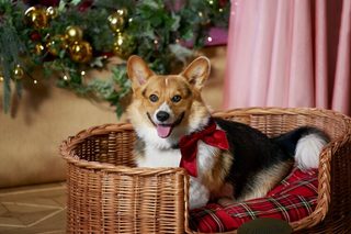 A Royal Corgi Christmas still 7