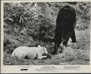 The Incredible Journey still 6