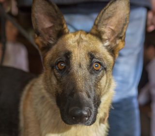 Shepherd: The Hero Dog still 6