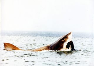 Cruel Jaws still 5