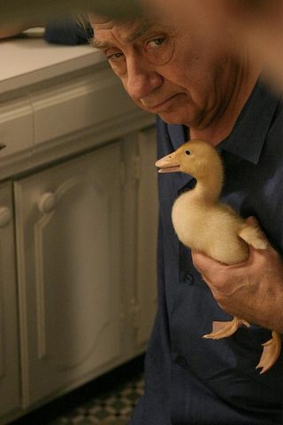 Duck still 1