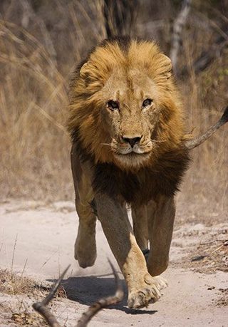Brothers in Blood: The Lions of Sabi Sand still 6