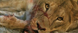 Roar still 5