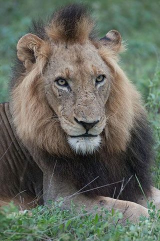 Brothers in Blood: The Lions of Sabi Sand still 4