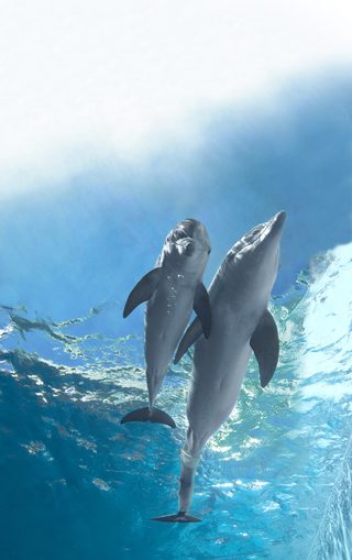 Dolphin Tale 2 still 5