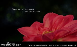 Wings of Life still 3