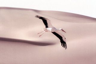 Winged Migration still 6