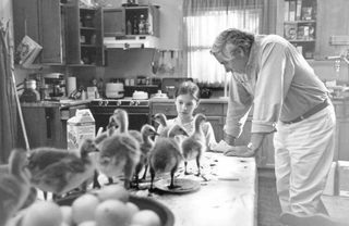 Fly Away Home still 6