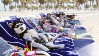 Snow Dogs still 1