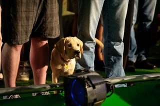 Marley & Me: The Puppy Years still 3