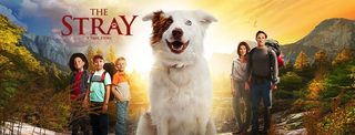 The Stray still 1