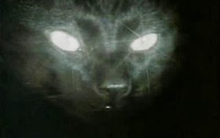 The Cat Creature still 3