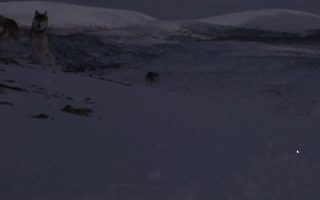 The Call of the Wild: Dog of the Yukon still 4