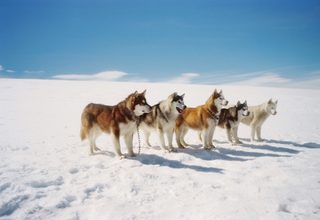Eight Below still 4