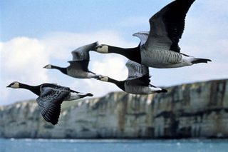 Winged Migration still 4