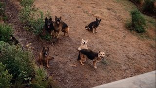 The Breed still 5