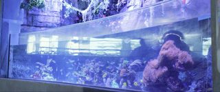 Aquarium of the Dead still 5