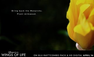 Wings of Life still 2