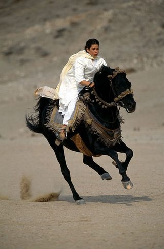 Young Black Stallion still 8
