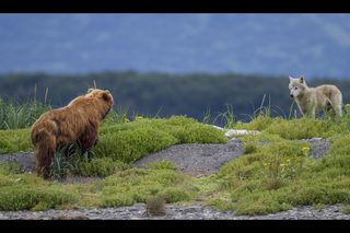 Bears still 5