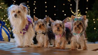 Puppy Star Christmas still 4