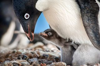 Penguins still 1
