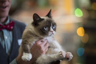 Grumpy Cat's Worst Christmas Ever still 2