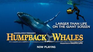 Humpback Whales still 4
