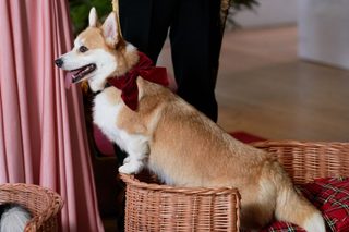 A Royal Corgi Christmas still 8