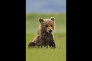 Bears still 3