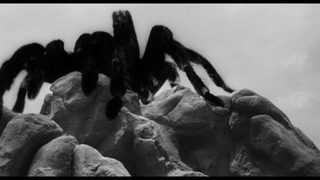 Tarantula still 8