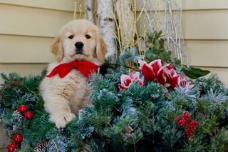 Letters to Santa still 6