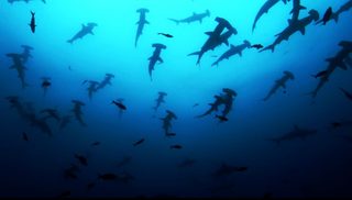 Sharkwater still 1
