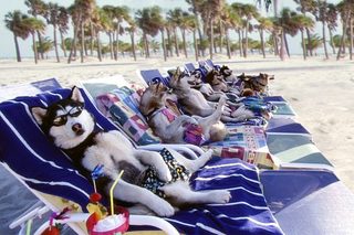 Snow Dogs still 6