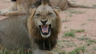 Brothers in Blood: The Lions of Sabi Sand still 7
