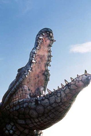 Krocodylus still 6