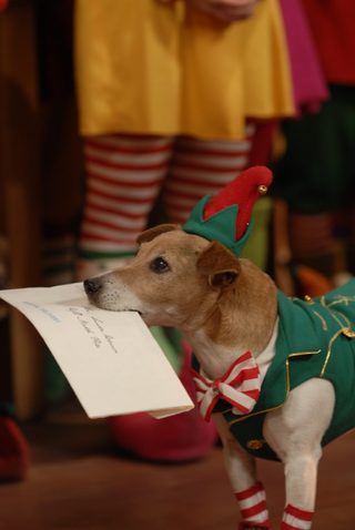 The Search for Santa Paws still 3