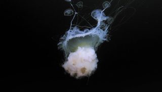Deep Sea 3D still 6
