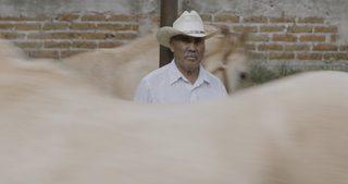 Horse Wrangler still 2