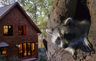 Backyard Wilderness still 6