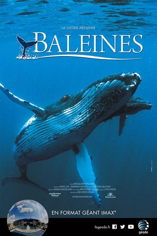 Humpback Whales still 1
